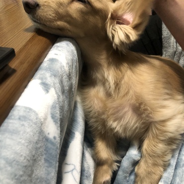 獅子丸くん爆睡。。。