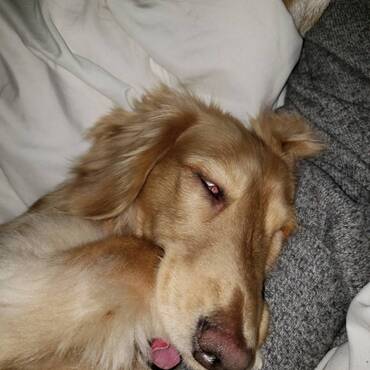 獅子丸くんのぶちゃいくなおしゃぶり。。。ちなみに彼は夢の中です。。。かわいいですよね