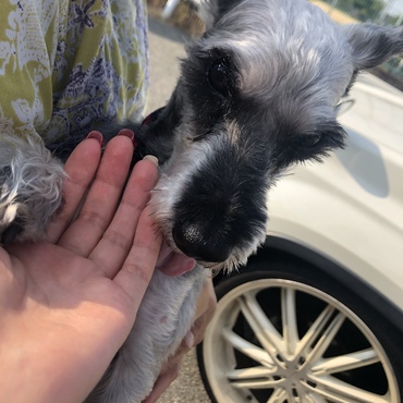 私の愛するラブにゃんです。。本当に可愛い。。手を舐めてくれていますね