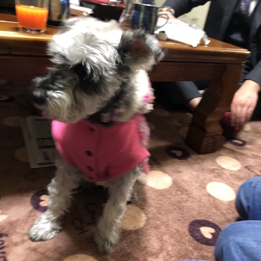 お母さんの手作りお洋服が似合っちゃううちのアイドルラブにゃん❤️