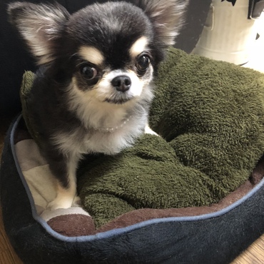 おばあちゃん家のお利口ルーキーくんです！本当にお利口で上品なんです。。人間のご飯にはがっつきませんし、ばあばがお仕事に行く気配を察知すると自主的にワンチャン用バックに入って静かに待っているんですよね！とってもかしこい