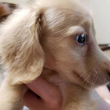 小さい頃の獅子丸。。。。天使か。。。