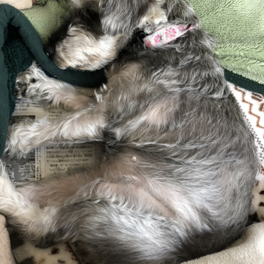 ラブちゃんのお腹に顔を埋めると嫌なことは吹き飛びます！