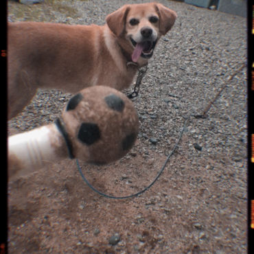 友人のワンチャン！雑種のガッシュくんです！