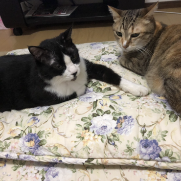 親戚の叔母の猫ちゃんたちです！こうしくんとみーちゃん☺️ こうしくんは全然仔牛じゃありません！とってもおっきい！