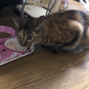 おばあちゃん家のみいちゃんです！元々野良猫だったけど家に長居していたので飼ってあげることにしたそうです！元野良ちゃんなので本当に警戒心が強くて最初の頃は２日くらい姿を見せてくれませんでした