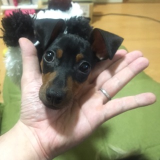 応募多数で対応できないので一度閉じさせて頂きます。