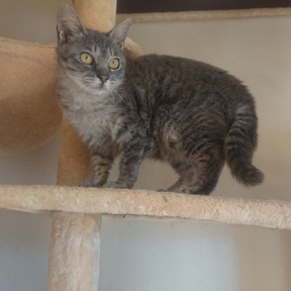 グレーのちっちゃな女の子♪