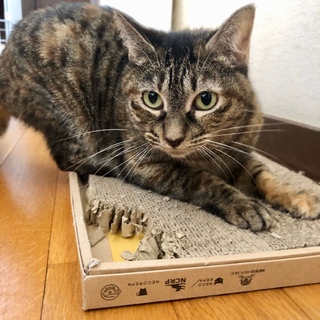 ジャンピングスリスリ『キウイちゃん』