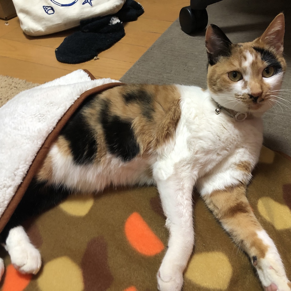 メルのカバー写真