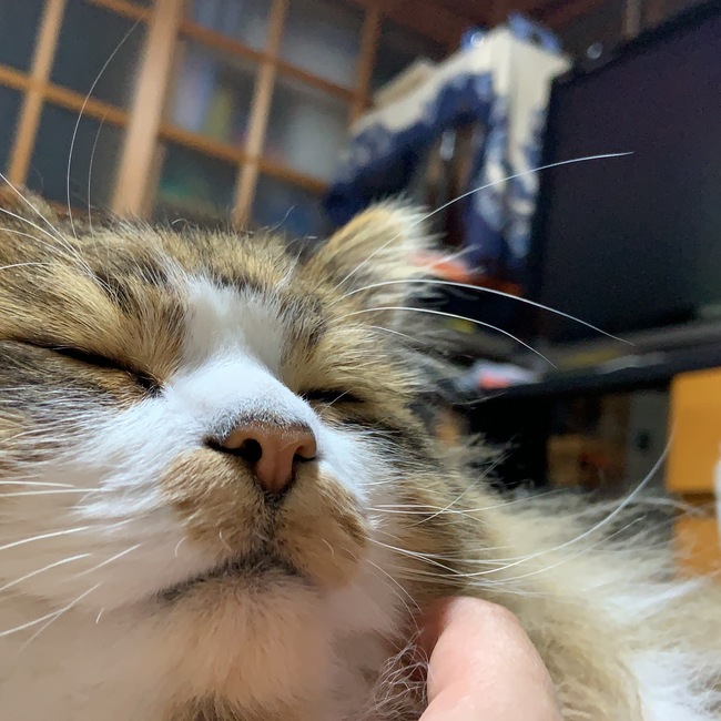 ふくちゃんのおでこのカバー写真