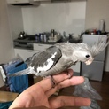 WFオカメインコ　応募者が多い為一旦締め切ります。