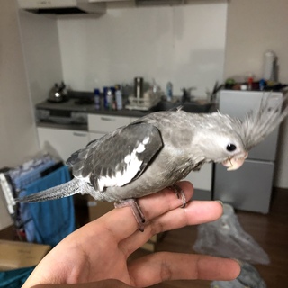 WFオカメインコ　応募者が多い為一旦締め切ります。