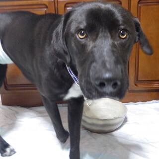 里親決定しました。