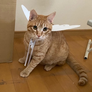 トライアル中>茶トラとらぼう♂