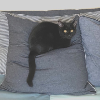 トライアル開始予定＞クールビューティー黒猫うみん♀