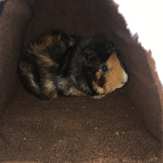 アビニシアンモルモット3ヶ月