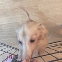 飼育放棄の犬を保護。ダックスがいます。