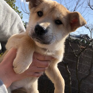 生後2ヵ月半　薄茶色　ももちゃん