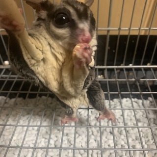 フクロモモンガ男の子