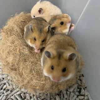 生後一ヵ月半のキンクマ  里親募集します！