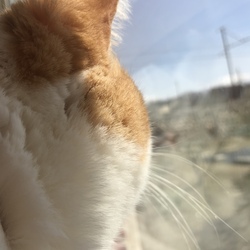 爪切り