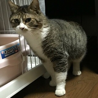 手術済の3歳オス・キジ白　募集終了!!