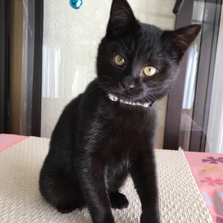 ハンサムな黒猫さん