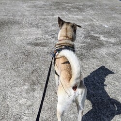 桃の助とひるんぽ