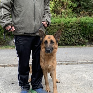 シェパードの女の子です