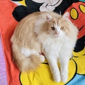 甘えん坊さん