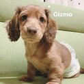 Gizmoくん