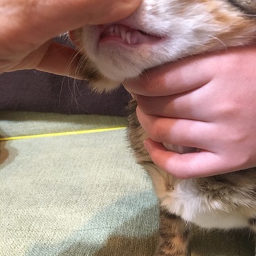 もうすぐラーラの乳歯(左の犬歯)が抜けそうです。