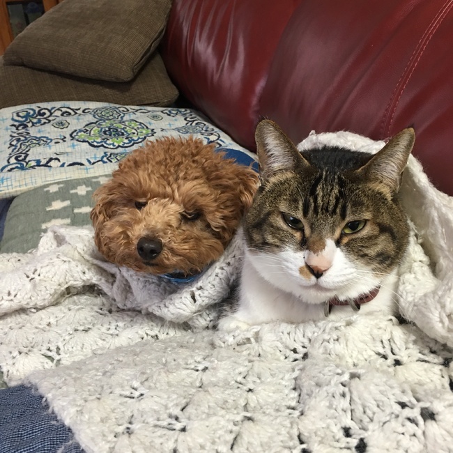 どらごんぼーるのカバー写真