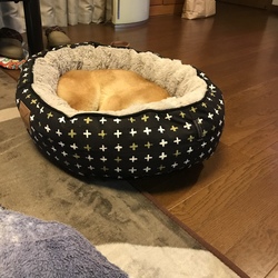 お気に入り