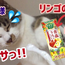 【保護猫5期生♡チョビ様+令和元】