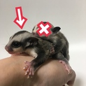 フクロモモンガ里親さん募集
