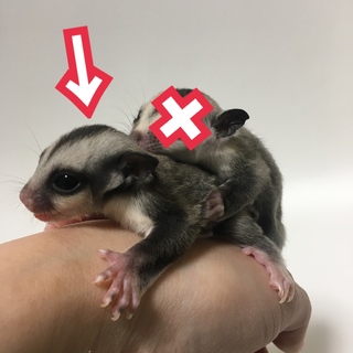 フクロモモンガ里親さん募集