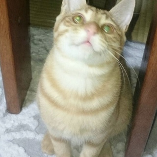 元気なチャトラのカイル君