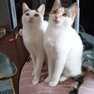 トライアル決定！三毛猫の可愛い姉妹