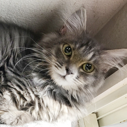 【中止のお知らせ】さいたま市動物愛護ふれあいセンターにて「保護ネコ譲渡会」開催