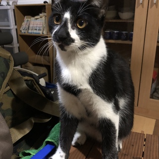 甘えん坊！兄弟2匹 黒猫ちゃんです
