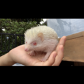 【ハリネズミ♂】里親さん募集です