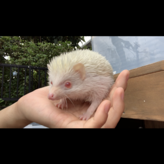 【ハリネズミ♂】里親さん募集です