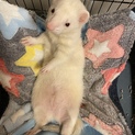 フェレット♂ご応募ありがとうございました！