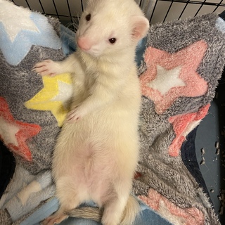 フェレット♂ご応募ありがとうございました！