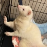 フェレット♂ご応募ありがとうございました！ サムネイル2