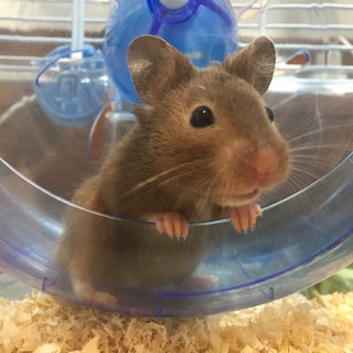 ゴールデンハムスター　セーブルの女の子