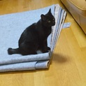 ラッキーな黒猫さん