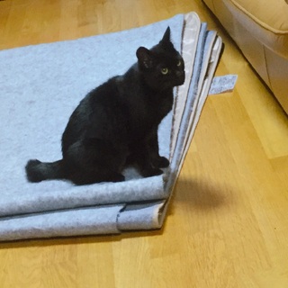 ラッキーな黒猫さん